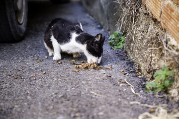 Stray cat eating
