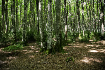Fototapeta premium Forest in belagua