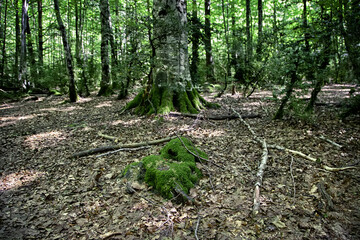 Forest in belagua