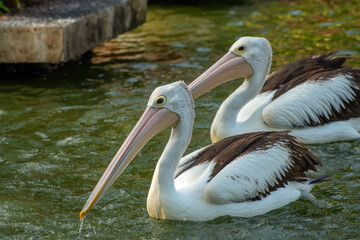 Pelicans playing in the pons