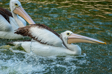 Fototapeta na wymiar Pelicans playing in the pons