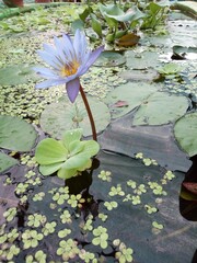 white water lily with lotus