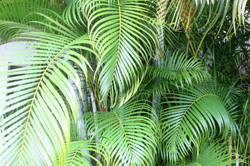 palm tree ferns in mexico