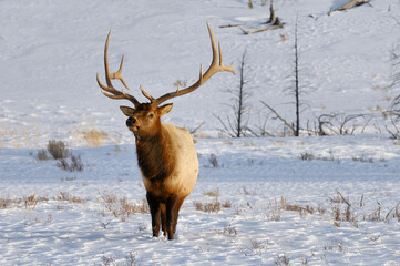 Mature male elk with antlers in winter at Blacktail Deer Plateau Yellowstone National Park