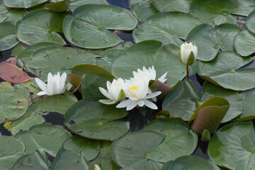 White waterlily and lotus in the garden pond - background