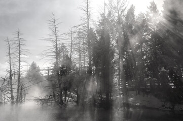 Fototapeta na wymiar Light rays streaming through pine trees and steam at Canary Spring pool at Mammoth Hot Springs Yellowstone Park
