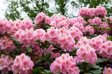 colorful rhododendron flowers or blossoms in the forest