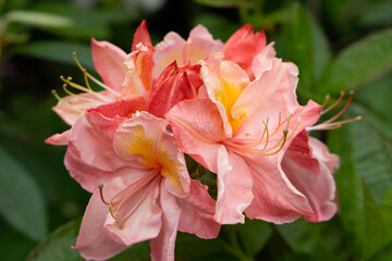 colorful rhododendron flowers or blossoms in the forest