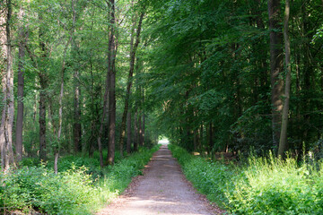 green avenue in a dense forest
