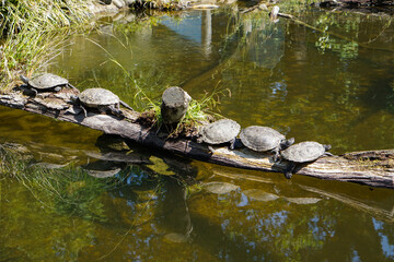 turtles or tortoises relaxing on a branch in the sea