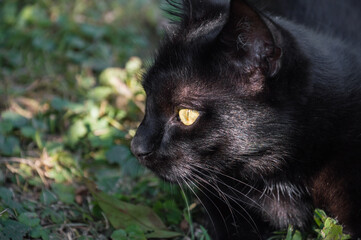 Black cat