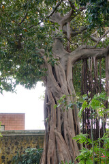 special impressive tree in Tenerife