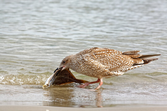 Junge Silberm&ouml;we zieht Scholle aus dem Wasser