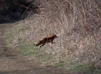 Red Fox