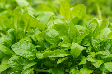 Spinach leaves grow in the garden beds, growing spinach in the garden.
