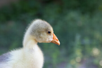 Young goose is walking in a backyard.