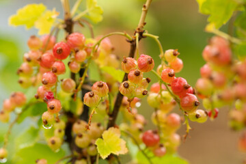 red and green currant berries on a branch with leaves