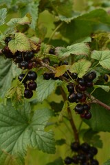 black currant berries