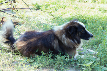 Portrait of a cute shaggy mixed breed dog.