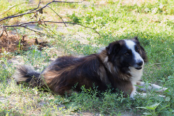 Portrait of a cute shaggy mixed breed dog.