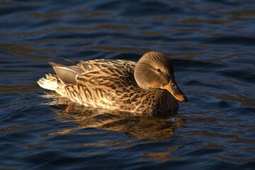 female mallard duck