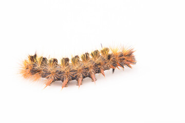 a closeup view of a vermin caterpillar on a white background