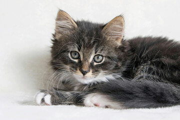 Fototapeta premium close up of a long hair Norwegian forest cat kitten on white blanket 