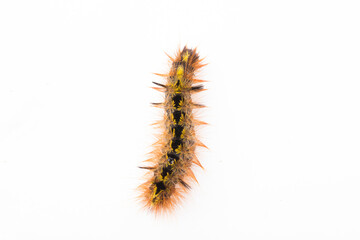 a closeup view of a vermin caterpillar on a white background