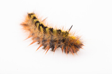 a closeup view of a vermin caterpillar on a white background