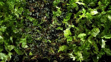 Freeze motion of flying fresh lettuce mix