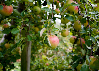 Red apples hanging front branches apple orchard