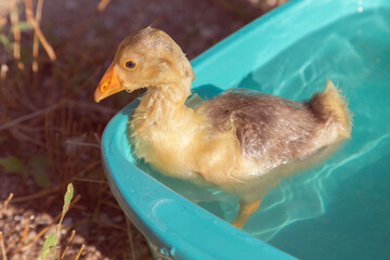 Gosling swims in a basin in the rays of the sun.