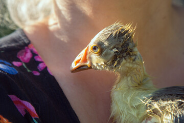 The wet gosling clung to the hostess's chest.