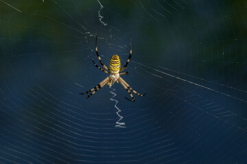 Yellow, white and black striped spider (argiope bruennichi) in its web
