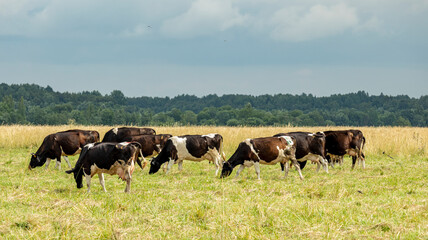 a herd of spotted cows grazing in a meadow