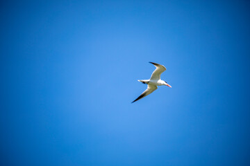 Fishing bird
