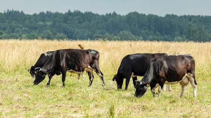 Naklejka na ściany i meble a herd of spotted cows grazing in a meadow
