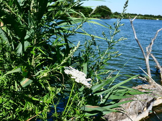 flowers and plants near the river