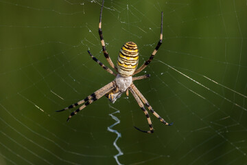 Yellow, white and black striped spider (argiope bruennichi) in its web