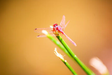 Libélula roja sobre una rama verde