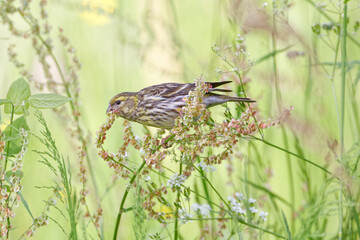 Goldammer frißt Blüten des Wiesen-Sauerampfers