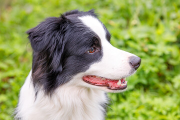 Outdoor portrait of cute smiling puppy border collie sitting on grass park background. Little dog with funny face in sunny summer day outdoors. Pet care and funny animals life concept