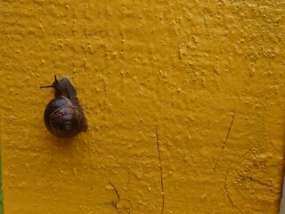 snail on the wall