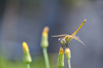 The dragonfly stops on the yellow flower