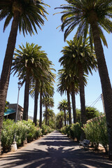 Obraz premium avenue of green palm trees