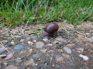 snail on the ground