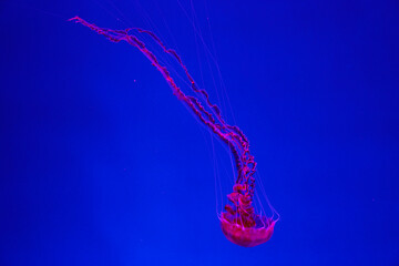 red or pink jellyfish swimming in the water