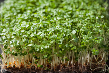 Fresh green sprouts on black background. macro shot of micro greens