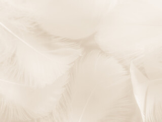 Fototapeta na wymiar Beautiful abstract white feathers on white background and soft black feather texture on white pattern and light background, gray feather background, grey banners