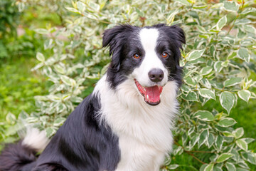 Outdoor portrait of cute smiling puppy border collie sitting on grass park background. Little dog with funny face in sunny summer day outdoors. Pet care and funny animals life concept